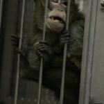 Tous les singes utilisés pour la recherche sont victimes de souffrances, comme ici à l&rsquo;animalerie du Silabe de Strasbourg ©Code Animal