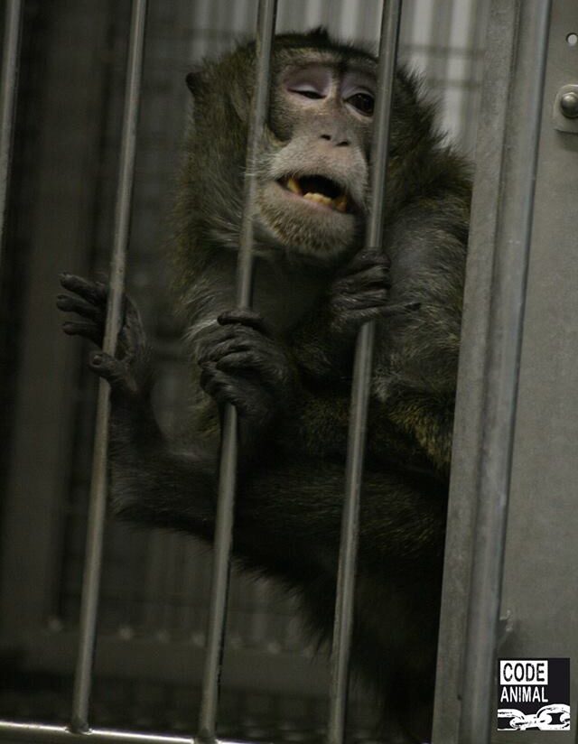 Tous les singes utilisés pour la recherche sont victimes de souffrances, comme ici à l'animalerie du Silabe de Strasbourg ©Code Animal