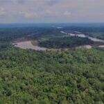 Le forêt de Dulan se situe sur l&rsquo;île de Bornéo ©Kalaweit