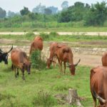 Couverture Article(13)