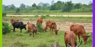 Burundi : la réaction en chaîne qui détruit les sols Burundi : démographie, déforestation, élevage… la réaction en chaîne qui détruit les sols