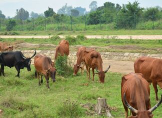 Burundi : démographie, déforestation, élevage… la réaction en chaîne qui détruit les sols Burundi : démographie, déforestation, élevage… la réaction en chaîne qui détruit les sols