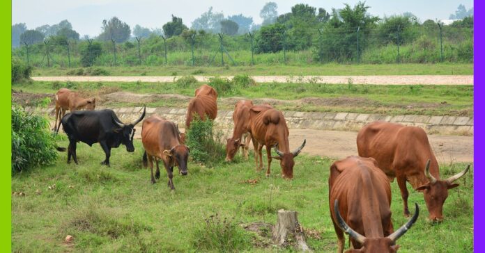 Burundi : la réaction en chaîne qui détruit les sols Burundi : démographie, déforestation, élevage… la réaction en chaîne qui détruit les sols