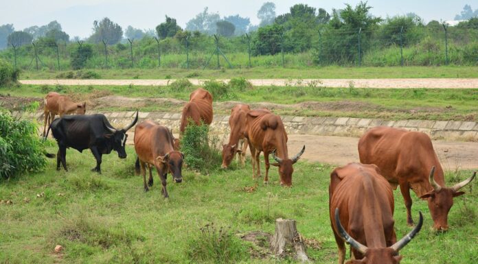 Burundi : démographie, déforestation, élevage… la réaction en chaîne qui détruit les sols Burundi : démographie, déforestation, élevage… la réaction en chaîne qui détruit les sols