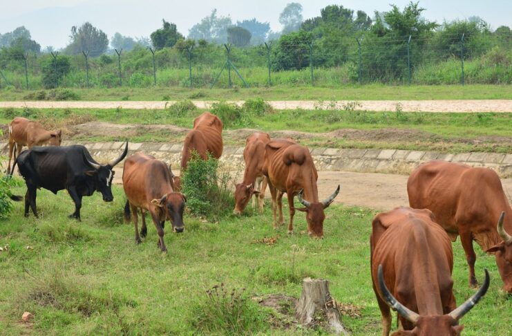 Burundi : démographie, déforestation, élevage… la réaction en chaîne qui détruit les sols Burundi : démographie, déforestation, élevage… la réaction en chaîne qui détruit les sols