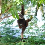 Il y a urgence pour tenter de préserver des poches de forêt de la destruction ©Kalaweit