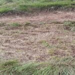 En quête de litière animale, les éleveurs de la région Mugamba met en péril l’environnement