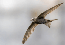 Loutres, Mexique et martinets : les 10 bonnes nouvelles de la semaine