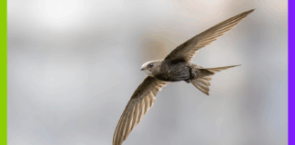 Loutres, Mexique et martinets : les 10 bonnes nouvelles de la semaine