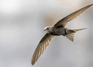 Loutres, Mexique et martinets : les 10 bonnes nouvelles de la semaine