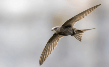 Loutres, Mexique et martinets : les 10 bonnes nouvelles de la semaine