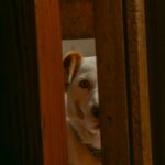 noel-oviedo-_GH5EljJ_5c-unsplash