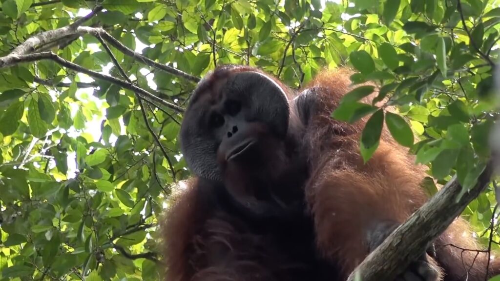 L'orang outan, menacé d'extinction, est victime de la destruction de son habitat en Indonésie ©Kalaweit