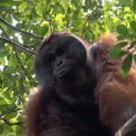 L&rsquo;orang outan, menacé d&rsquo;extinction, est victime de la destruction de son habitat en Indonésie ©Kalaweit