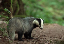 Le blaireau, cet animal qui mérite un regard nouveau Depuis 25 ans, Yann Lebecel étudie le blaireau, notamment grâce à des pièges photographiques ©Yann Lebecel