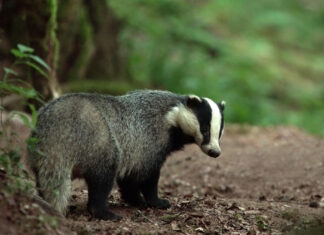 Le blaireau, cet animal qui mérite un regard nouveau Depuis 25 ans, Yann Lebecel étudie le blaireau, notamment grâce à des pièges photographiques ©Yann Lebecel
