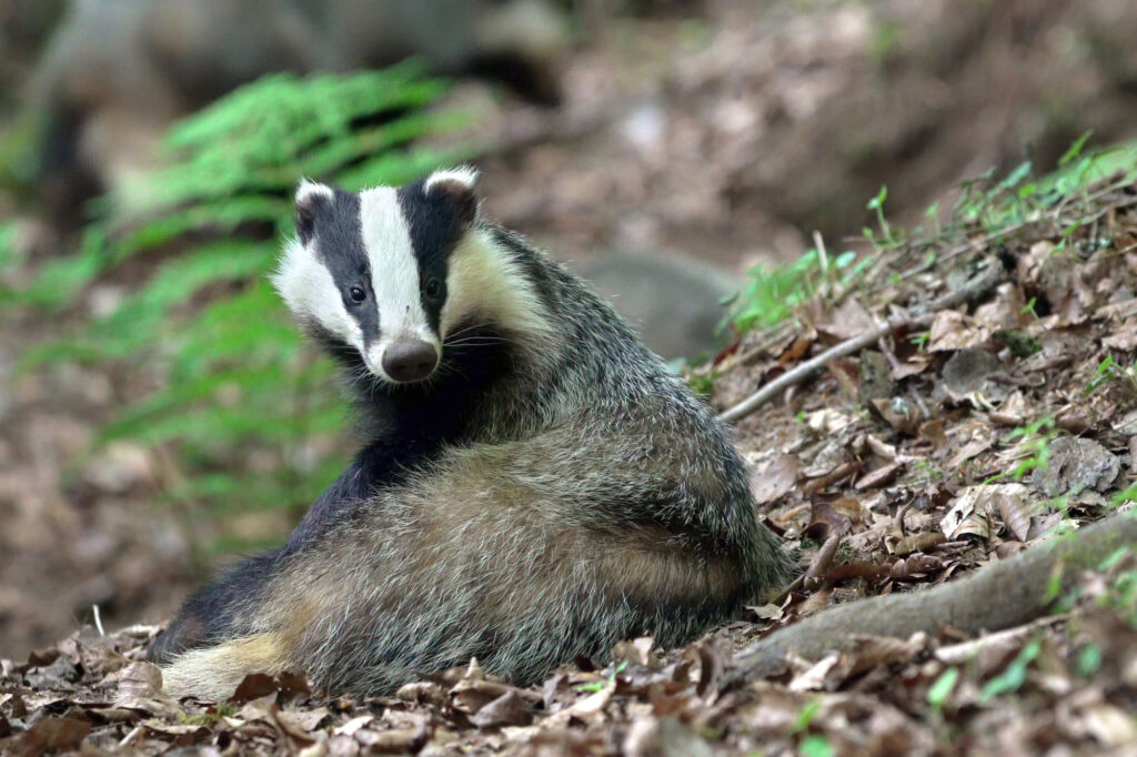 Le blaireau peut parfois être observé à proximité des habitations ©Yann Lebecel