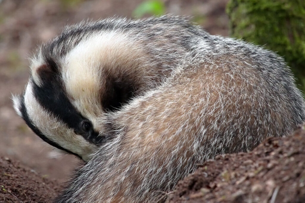 Le blaireau est victime de fausses croyances, qui poussent à une chasse inutile et cruelle ©Yann Lebecel