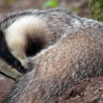 Yann-LEBECEL-blaireau5