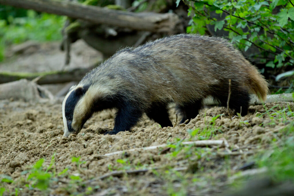 Contrairement à ce que les données scientifiques ont longtemps défendu, le blaireau sort également de son terrier en journée ©Yann Lebecel