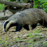 Contrairement à ce que les données scientifiques ont longtemps défendu, le blaireau sort également de son terrier en journée ©Yann Lebecel