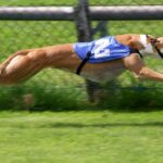 Courses de lévriers : vers une interdiction mondiale ?