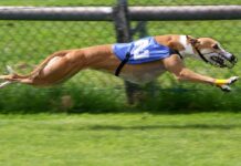 Courses de lévriers : vers une interdiction mondiale ? Courses de lévriers : vers une interdiction mondiale ?