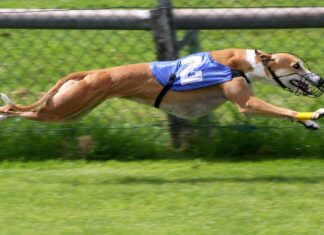 Courses de lévriers : vers une interdiction mondiale ? Courses de lévriers : vers une interdiction mondiale ?