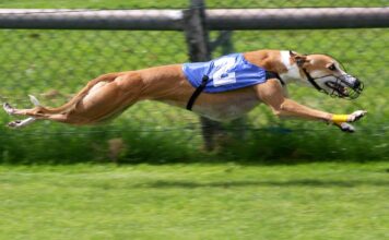 Courses de lévriers : vers une interdiction mondiale ? Courses de lévriers : vers une interdiction mondiale ?