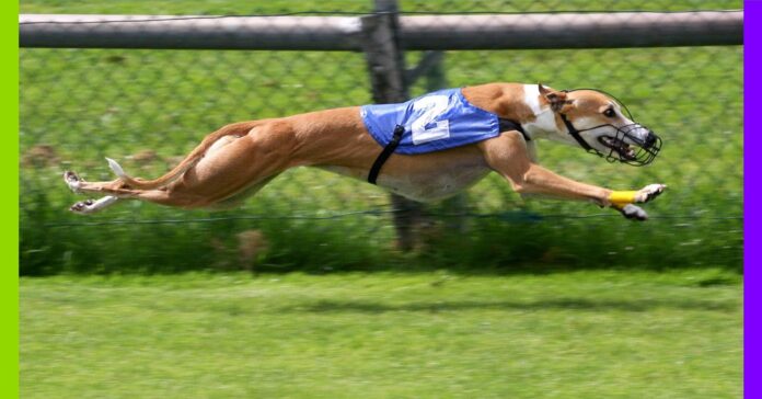 Courses de lévriers : vers une interdiction mondiale ? Courses de lévriers : vers une interdiction mondiale ?