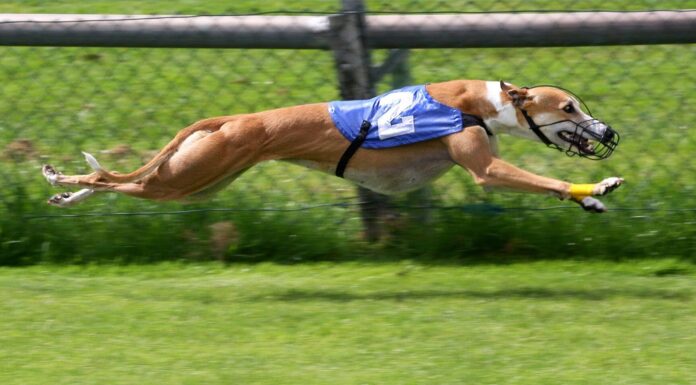 Courses de lévriers : vers une interdiction mondiale ? Courses de lévriers : vers une interdiction mondiale ?