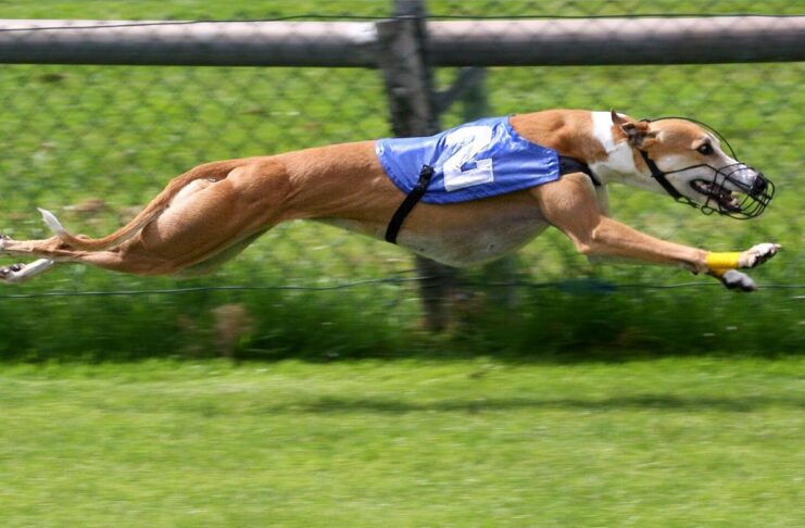 Courses de lévriers : vers une interdiction mondiale ? Courses de lévriers : vers une interdiction mondiale ?