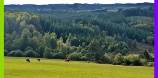 Porcherie industrielle à Vassivière : menace sur les lacs, les habitant·es et leurs activités Porcherie industrielle à Vassivière : menace sur les lacs, les habitant·es et leurs activités