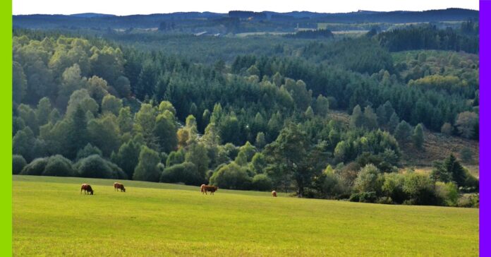 Porcherie industrielle à Vassivière : menace sur les lacs, les habitant·es et leurs activités Porcherie industrielle à Vassivière : menace sur les lacs, les habitant·es et leurs activités