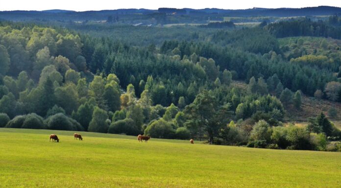 Porcherie industrielle à Vassivière : menace sur les lacs, les habitant·es et leurs activités Porcherie industrielle à Vassivière : menace sur les lacs, les habitant·es et leurs activités