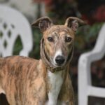 Le greyhound est considéré comme le chien le plus rapide au monde ©Pixabay