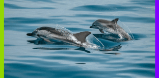 Espagne, dugongs et IVG : 10 bonnes nouvelles de la semaine