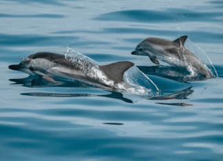 Espagne, dugongs et IVG : 10 bonnes nouvelles de la semaine