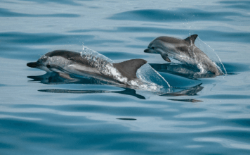 Espagne, dugongs et IVG : 10 bonnes nouvelles de la semaine