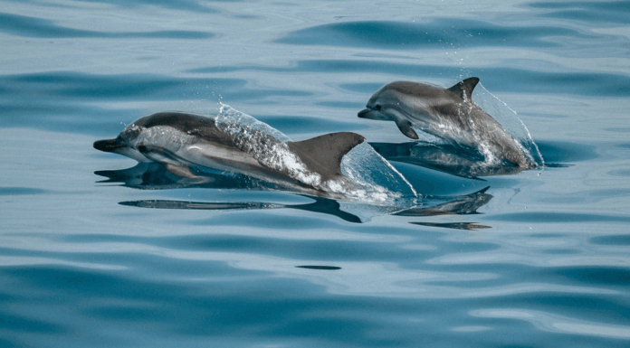 Espagne, dugongs et IVG : 10 bonnes nouvelles de la semaine