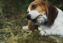 Beagles, foie gras et tribu : les 10 bonnes nouvelles