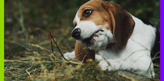 Beagles, foie gras et tribu : les 10 bonnes nouvelles