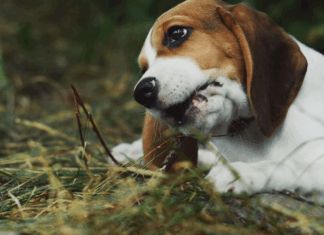 Beagles, foie gras et tribu : les 10 bonnes nouvelles