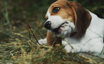 Beagles, foie gras et tribu : les 10 bonnes nouvelles