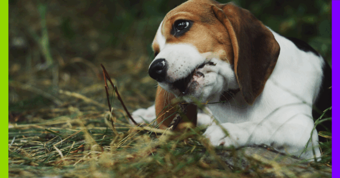 Beagles, foie gras et tribu : les 10 bonnes nouvelles