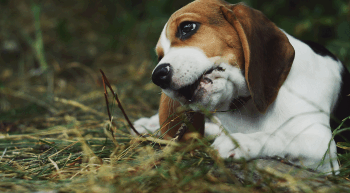 Beagles, foie gras et tribu : les 10 bonnes nouvelles