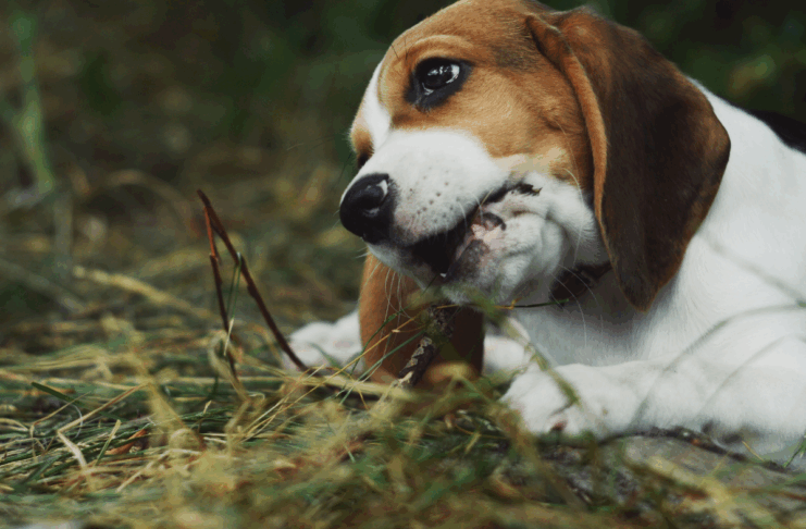 Beagles, foie gras et tribu : les 10 bonnes nouvelles