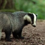 Le blaireau, cet animal qui mérite un regard nouveau