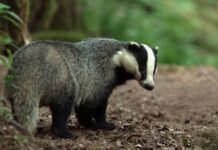 Le blaireau, cet animal qui mérite un regard nouveau Le blaireau, cet animal qui mérite un regard nouveau