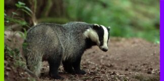 Le blaireau, cet animal qui mérite un regard nouveau Le blaireau, cet animal qui mérite un regard nouveau